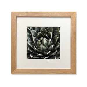 Photographie L'iconolâtre - AGAVE - Sozon