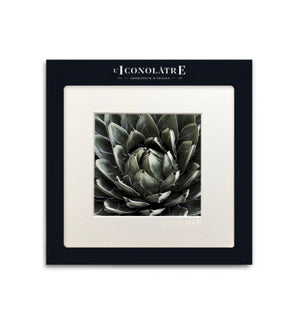 Photographie L'iconolâtre - AGAVE - Sozon
