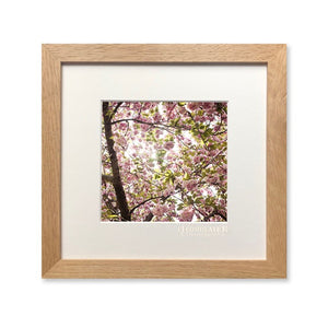 Photographie L'iconolâtre - CERISIERS JAPON - Sozon