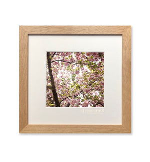 Photographie L'iconolâtre - CERISIERS JAPON - Sozon